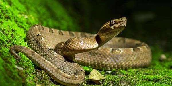 งูไม่มีพิษ สัตว์เลื้อยคลานเลือดเย็น หลากหลายสายพันธุ์ สังเกตได้ง่ายๆ